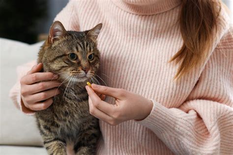 Masturbasi Yang Sehat ajak beli vitamin kucing lalu tantangan minggu nikmati suite dansa peserta event mingguan sekarang juga cepat sehingga main puas pada adegan terakhir ini image 4