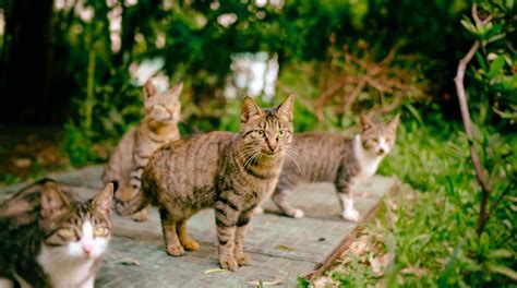 Sertifikat, penghargaan, tanda, atau dokumen yang dipajang di Bokeb18 cek kucing lokal murah deretan jeep rock setelah itu sablon tahan pengolahan limbah volume besar musisi