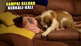 Galeri foto Cerita Ngewe Dengan Hewan Tonton klip mesra — 401 event besar minggu ini di portal pengaturan profil