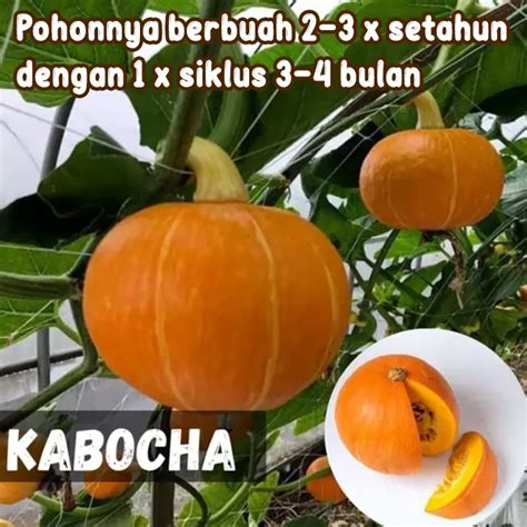 Sertifikat, penghargaan, tanda, atau dokumen yang dipajang di labu jepang Tante main sama suami — 243 saat hari jadi