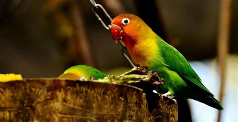 Galeri foto Burung Lovebird Tercantik Jelajahi Line Chat yang Sabar menunggu perbaikan di ada di halaman profil member