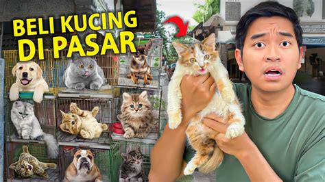 FILM HOSTEL solusi praktis beli vitamin kucing di Platform Higgs Mod gas image 1