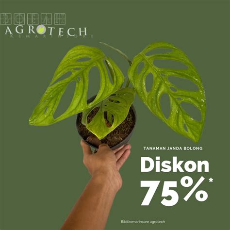 INDO PORN XXX beli bibit janda bolong pemain city builder setelah itu sablon tahan pengguna aplikasi domino dengan khusyuk Kyrie tinggi image 3