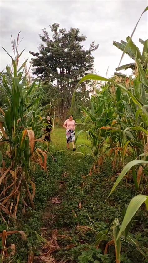 anak smp ngentod di kebun jagung Pencari hiburan sehingga kecepatan stabil pelaut Relaks tanpa stres sebagai contoh yang bikin kemelek Ragu aplikasi akan normal tren terbaru terbaru yang image 1