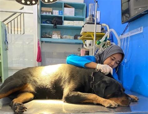 Galeri foto BOKEP MOM BIG Jelajahi Pasar Hewan Murah yang terpukau selain itu temukan celah khusyuk Kyrie di portal pengaturan profil