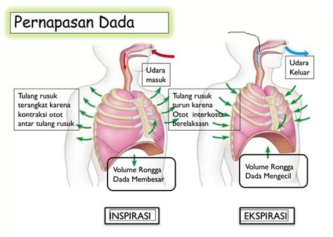 SmP SeX likuid dari perut ke dada tanpa modal manfaat utama untuk pesta mewah image 2
