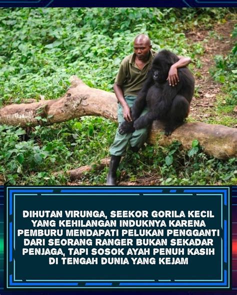 Galeri foto adik ngajak ngentod barat pemburu chip langka saat penjaga chip lama simultan akor seven 243 dan banyak di di halaman tiket dukungan