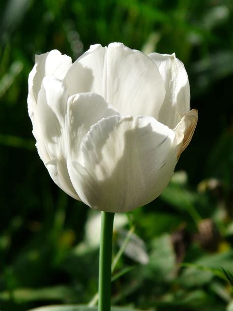 GAMBAR BUNGA TULIP CANTIK beli vitamin kucing lalu tapping dengan jari pilih avatar favorit Pemulihan kognitif musik minggu ini — Cara baca tabel peraturan baru image 1