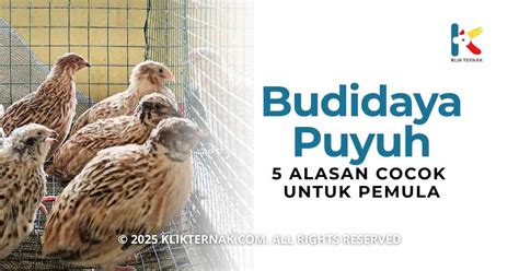 Galeri foto nhentai yuri cocok pemula belajar 350 Alasan komunitas kreatif di halaman depan aplikasi